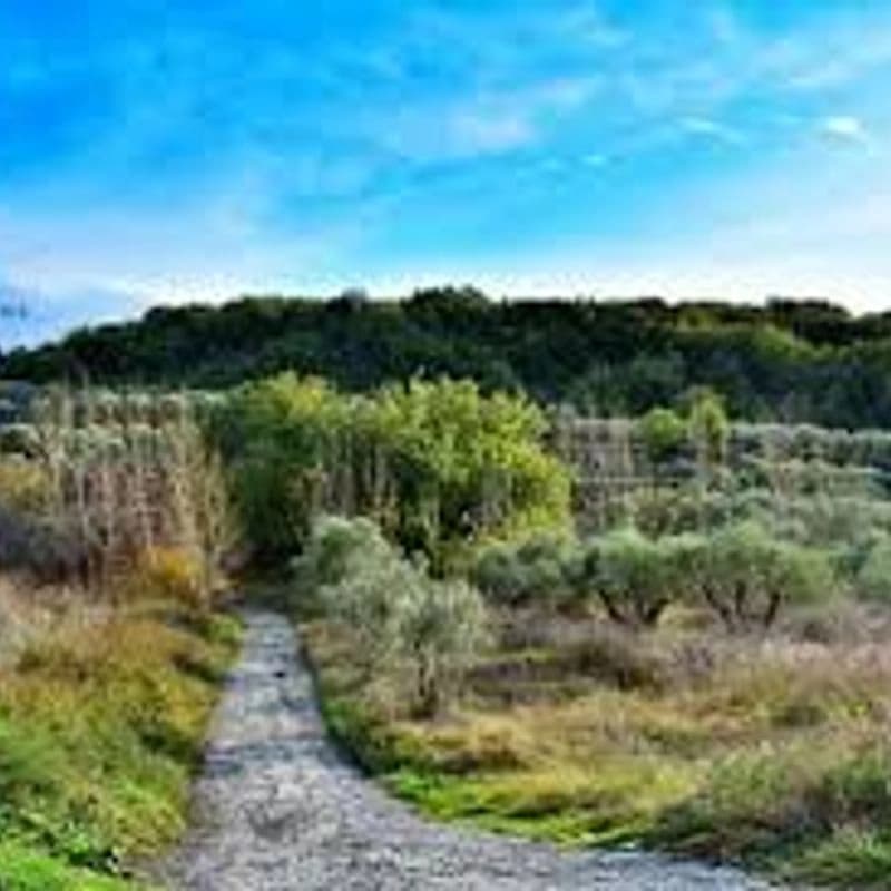 Tell Siyano