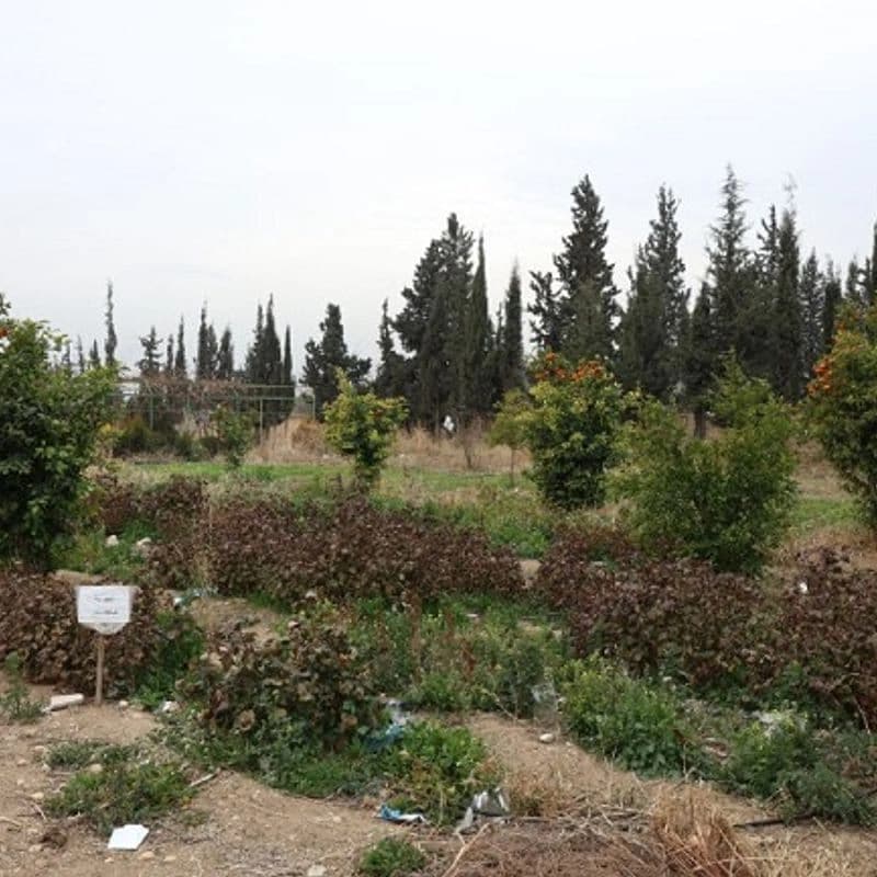 Medical Plants Garden