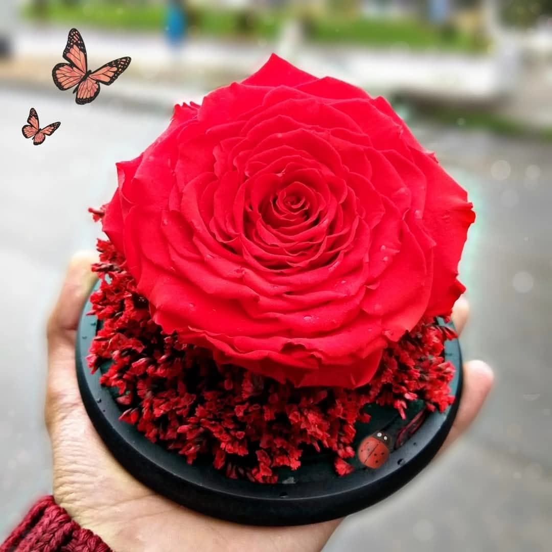 أوبشن روز