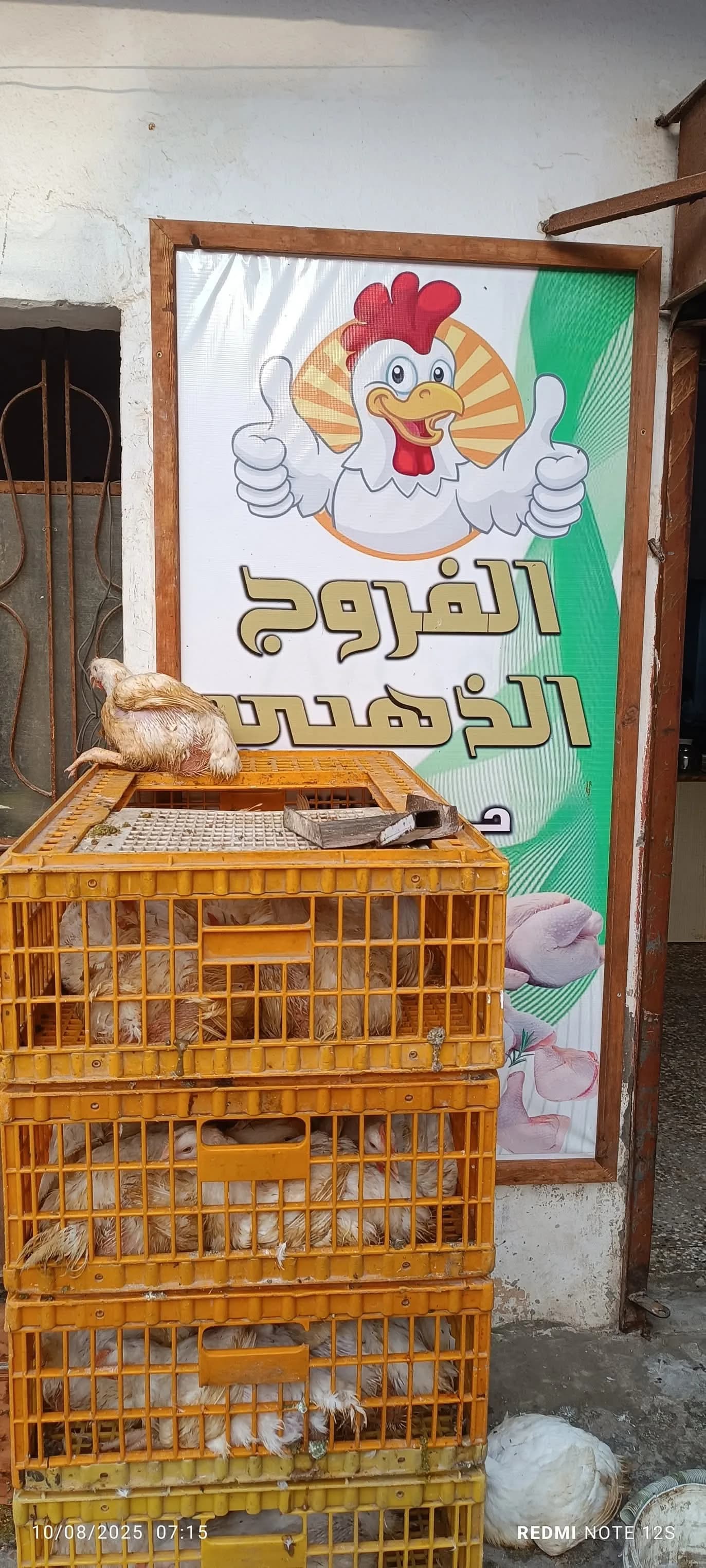 Golden chicken